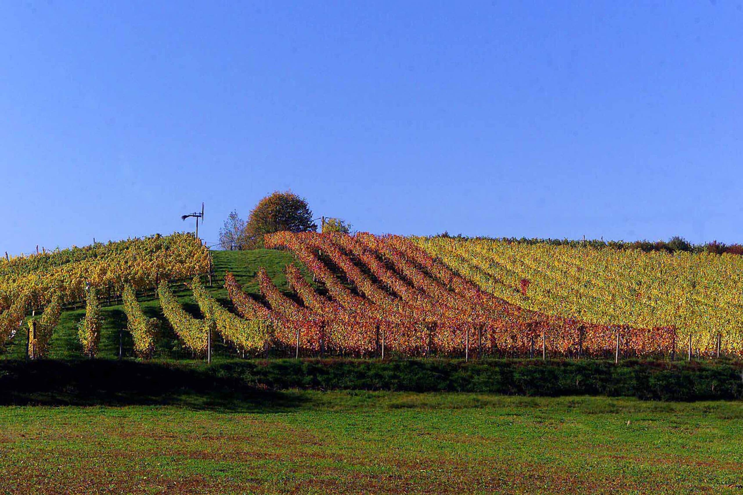 Regionaler Steirerwein